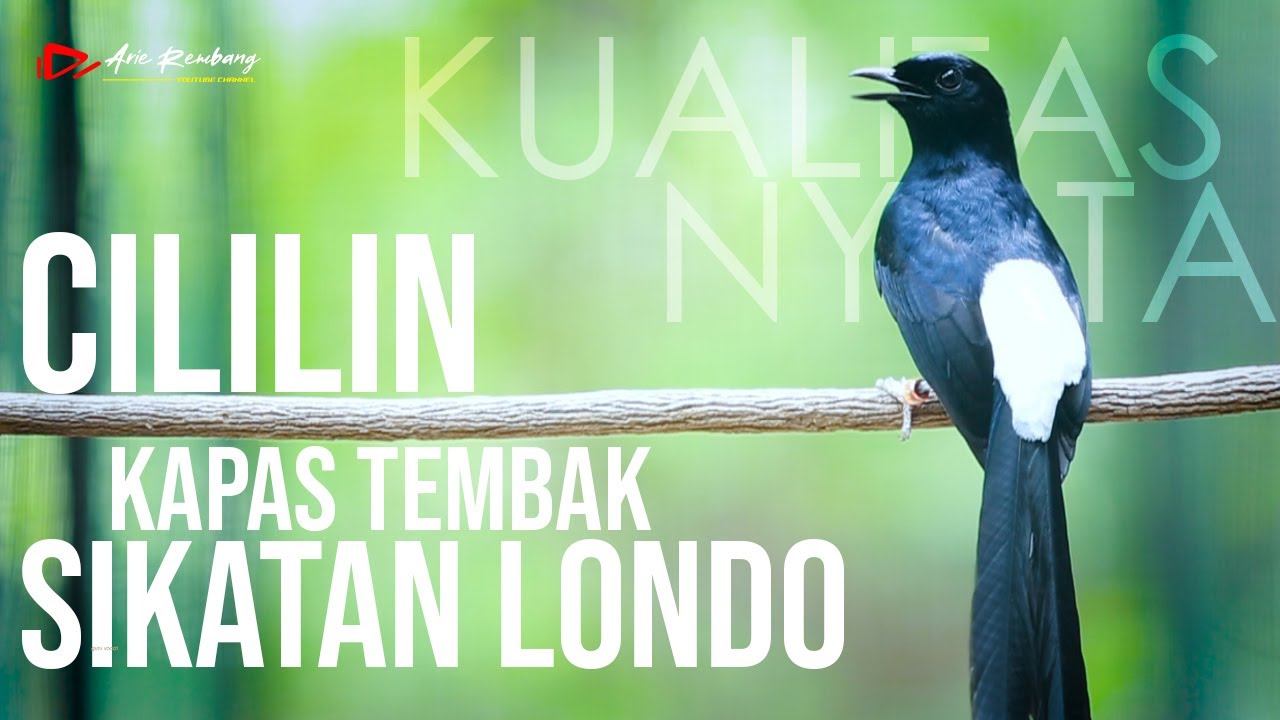 MURAI GACOR MATERI ISIAN PENGUNCI DI GANTANGAN CILILIN KATEM SIKATAN LONDO LOSSS !!