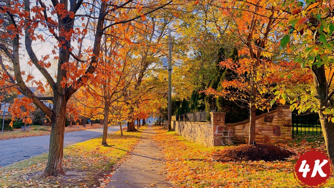 A Morning Walk | Canadian Neighbourhood in Beautiful Autumn | Sound for Sleep and Study
