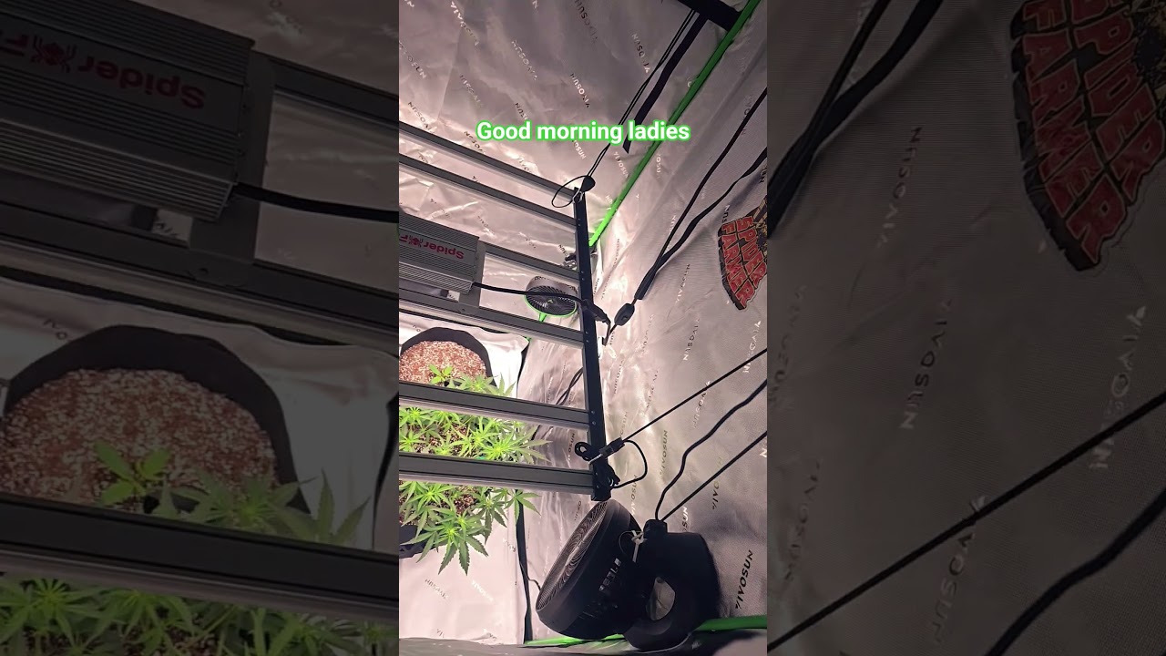 Cannabis grow. (blackberry auto) education purpose only #spiderfarmerled