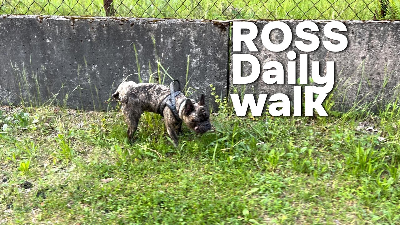 Ross daily walk | French bulldog