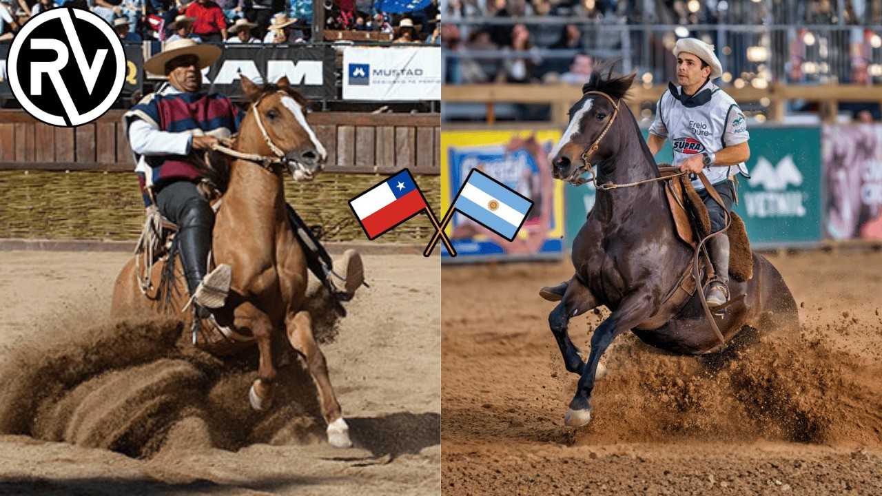 Caballo Chileno VS Criollo Argentino ¿Cuál es el Mejor?