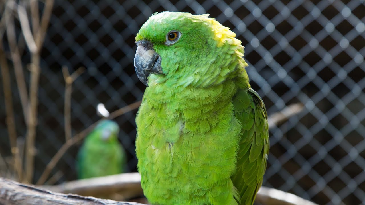 WILDLIFE VOLUNTEERING IN COSTA RICA