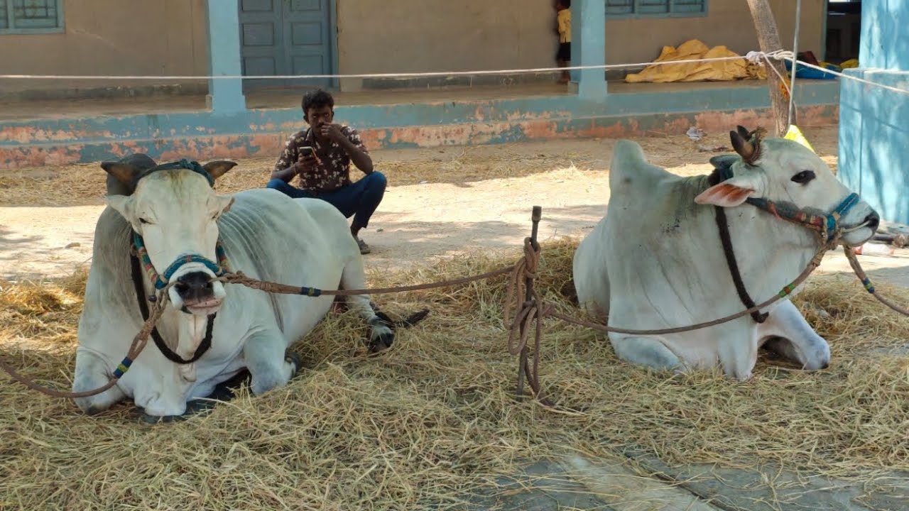 చింత్రియాలా సీనియర్స్ విభాగం కి వచ్చిన జతలు