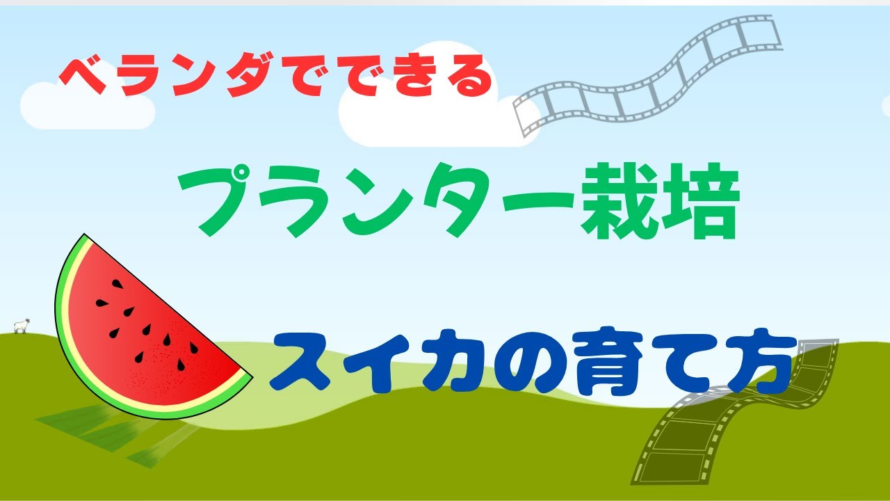 プランタ－栽培 黒西瓜の育て方