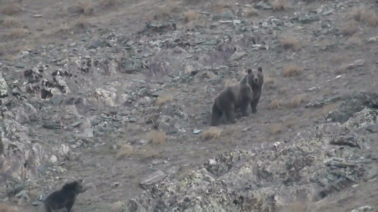 Discovering the Majesty of the Himalayan Brown Bear
