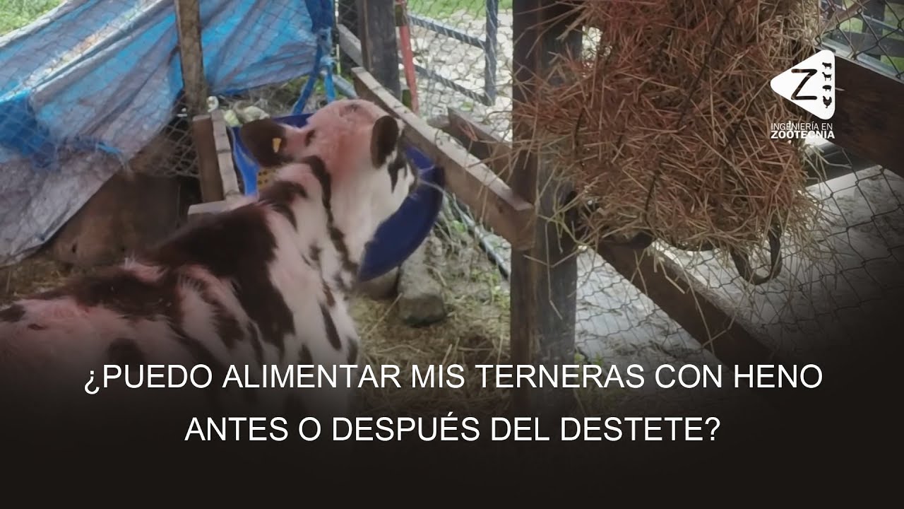 ¿Puedo Alimentar mis Terneras con Heno Antes o Después del Destete?