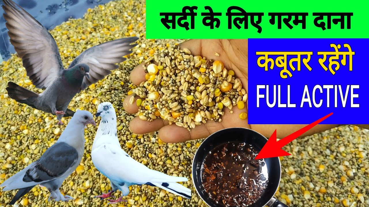 सर्दी में कबुतरों के लिए गरम दाना ।। Kabutar ke liye garam dana banane ka tarika