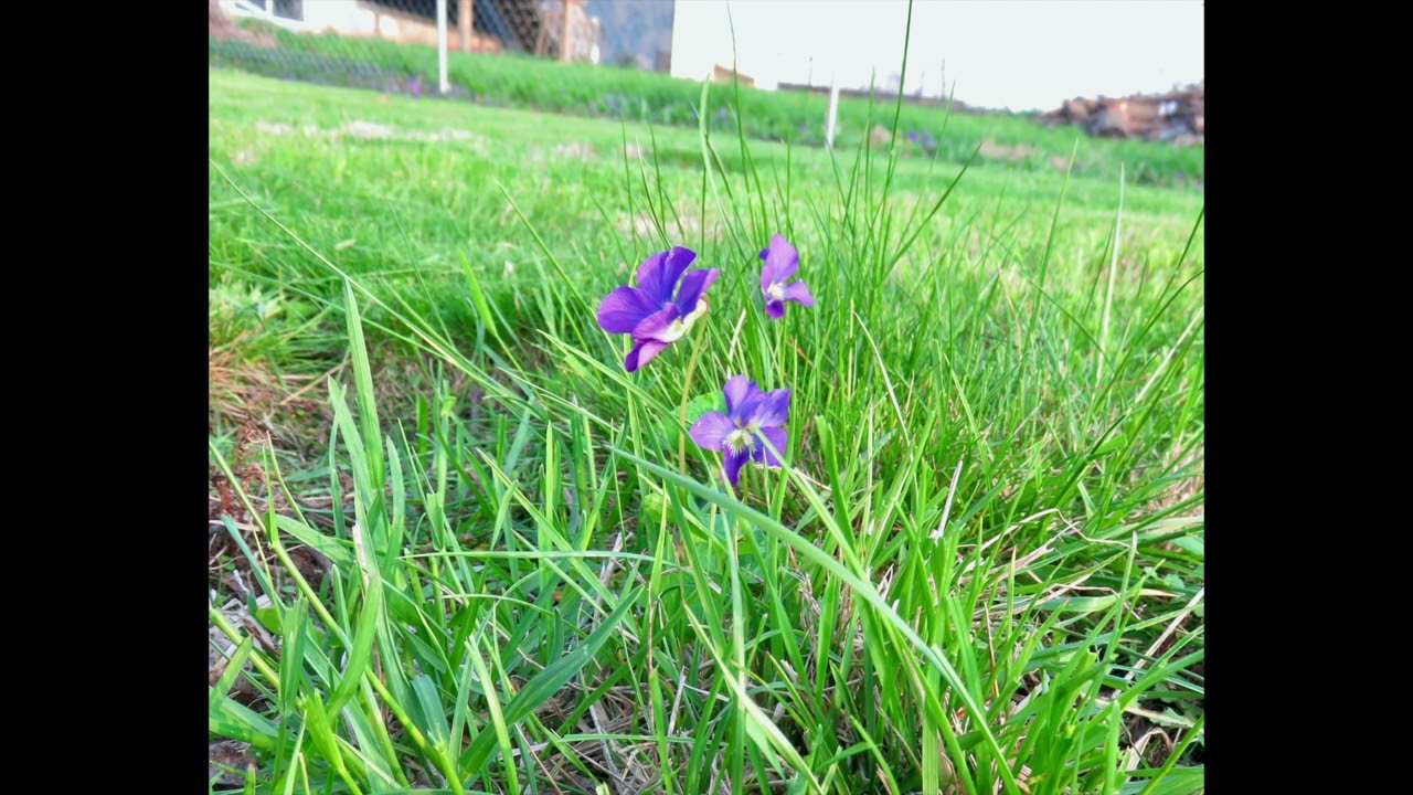 Violets In May [Audio]