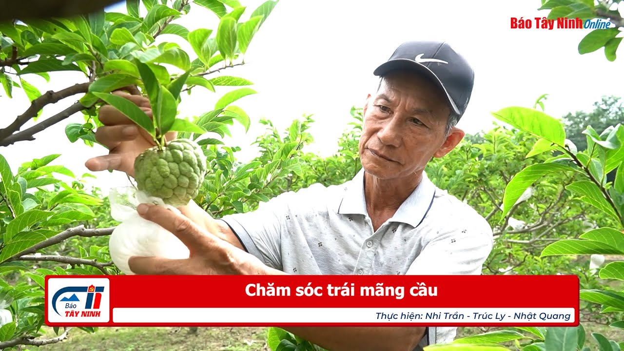 Chăm sóc trái mãng cầu