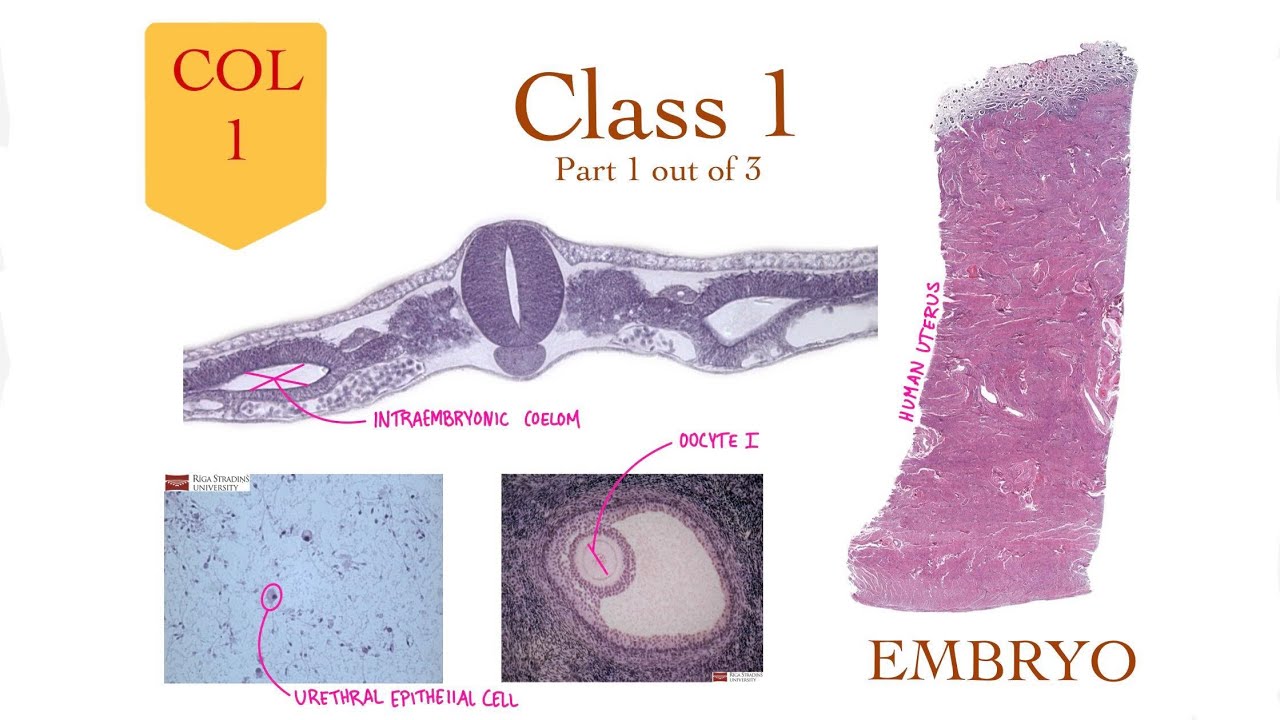 Embryology Col 1 - Class 1 - Nadia Aldaher