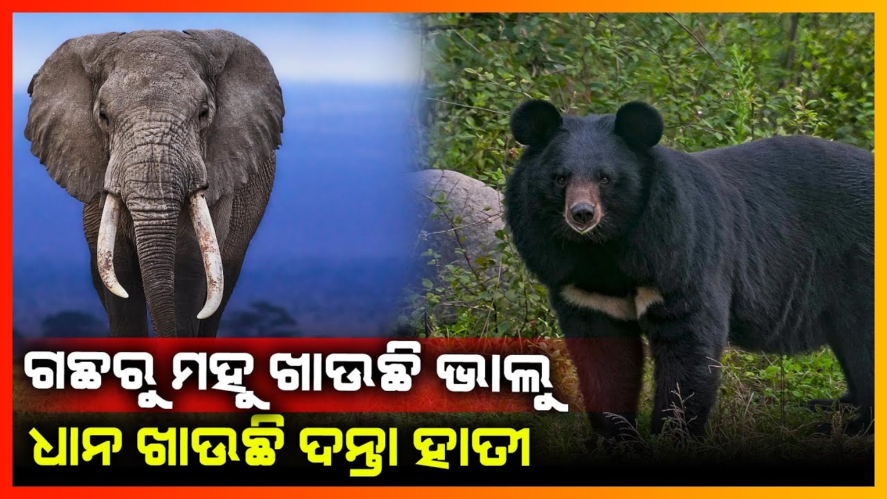 ସହର ଭିତରେ ପଶି ଆତଙ୍କ କରୁଛନ୍ତି ବନ୍ୟଜନ୍ତୁ || DHENKANAL NEWS