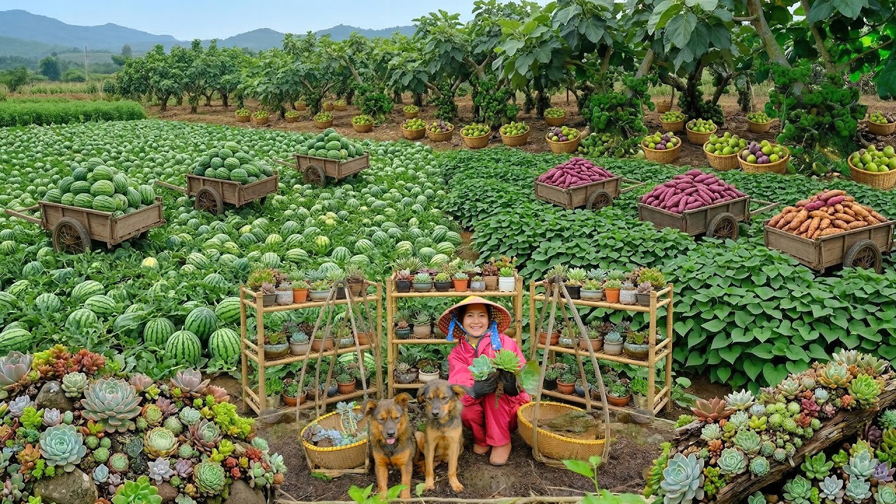 Relax With Harvesting Watermelon, Succulents,Sweet Potatoes, Cluster Figs, Peanuts, Red Bell Peppers