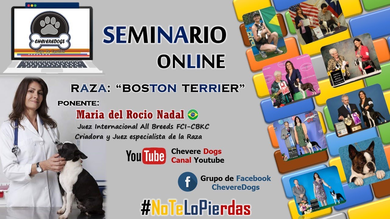 BOSTON TERRIER | SEMINARIOS ONLINE | FEAT. MARIA DEL ROCIO NADAL | COPACABANA | #CHEVEREDOGS
