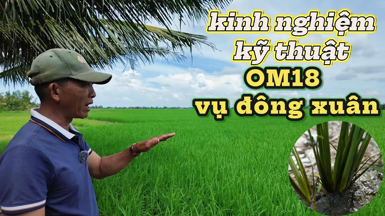 kinh nghiệm kỹ thuật ĐẠT NĂNG SUẤT CAO về giống l&uacute;a OM18 vu đ&ocirc;ng xu&acirc;n 2025-2026 l Thanhdotv