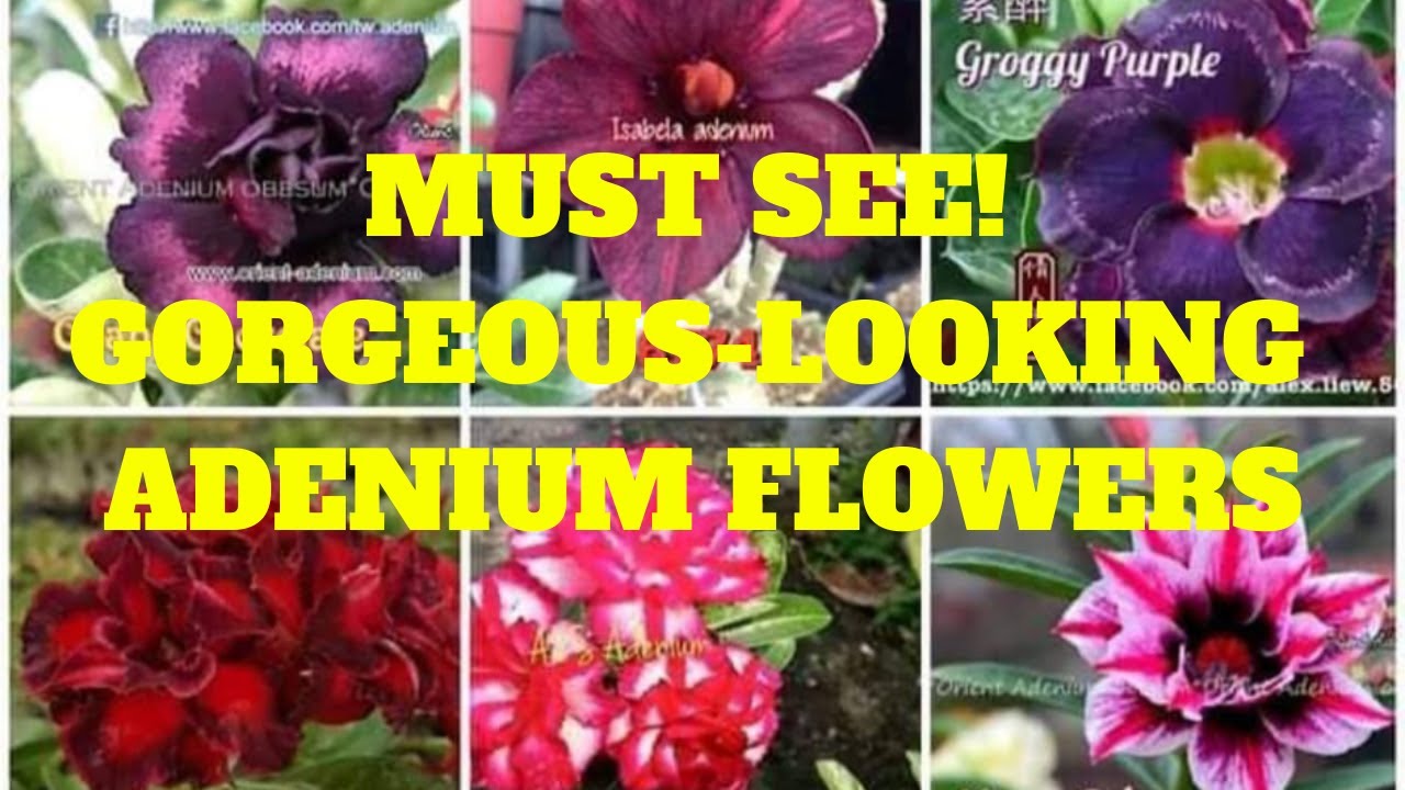 Must See! Gorgeous-looking Adenium Flowers!
