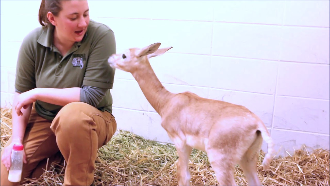 Introducing our New Gazelle Babies