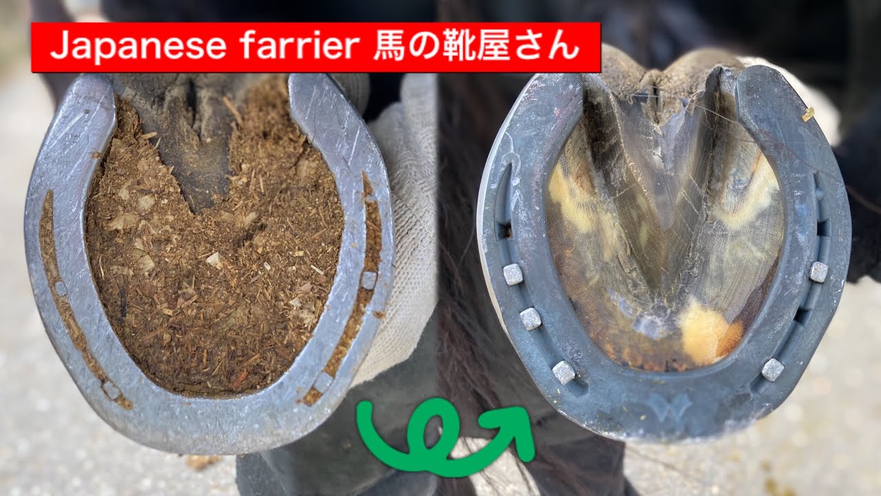 馬の靴屋　装蹄師　Japanese farrier  〜装蹄Before After〜