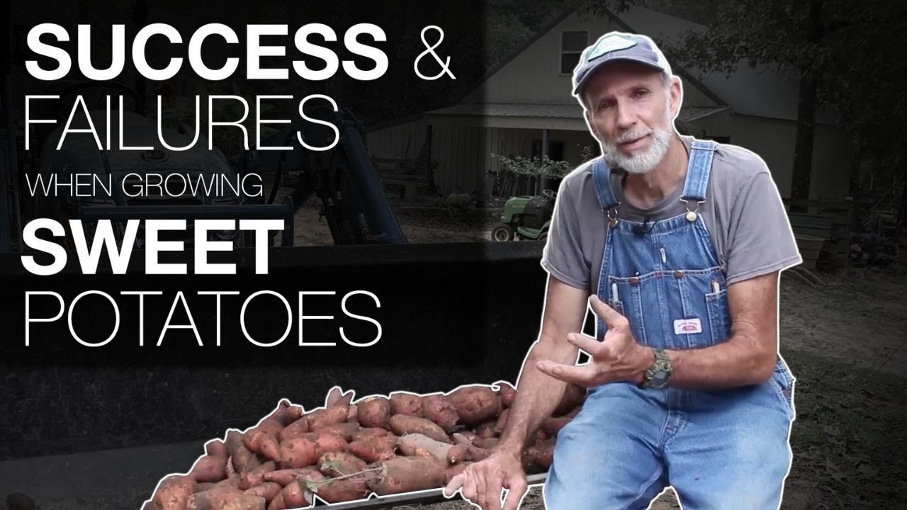 SUCCESS and FAILURES when Growing SWEET POTATOES
