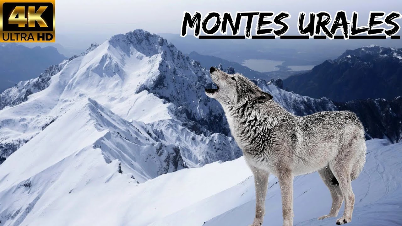 Rusia y Los Montes Urales: Territorio De Animales SALVAJES, Fauna Entre La Frontera De Europa y Asia