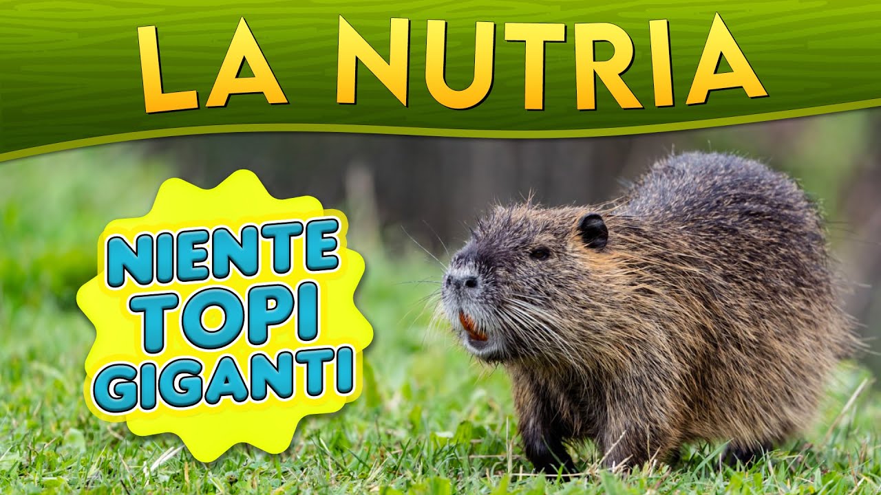 La Nutria: niente topi giganti ► Puntata 143