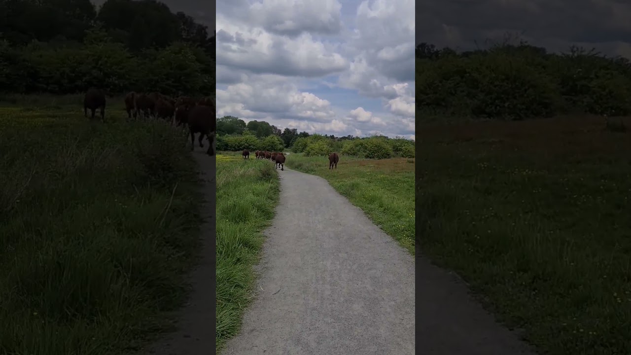 Coming across grazing cattle on cycle trail 🐮🚲