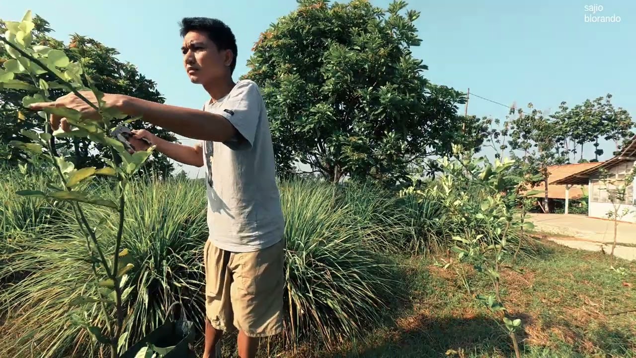 Petani Daun Jeruk Purut : Panen Oct 2025 Ditemani Nyanyian Burung Yang Merdu | Release Stress