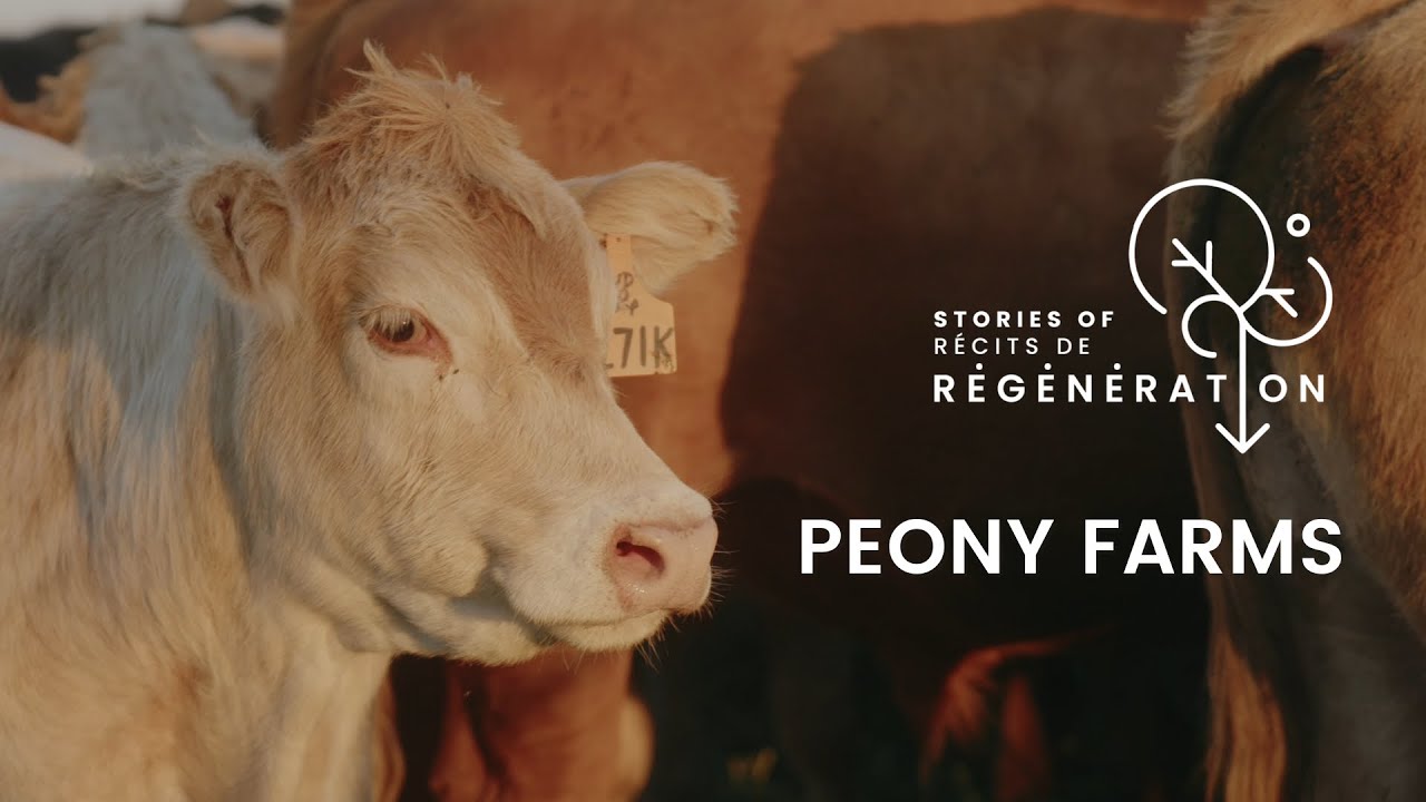 Ranching for nutrition at Peony Farms - Stories of Regeneration