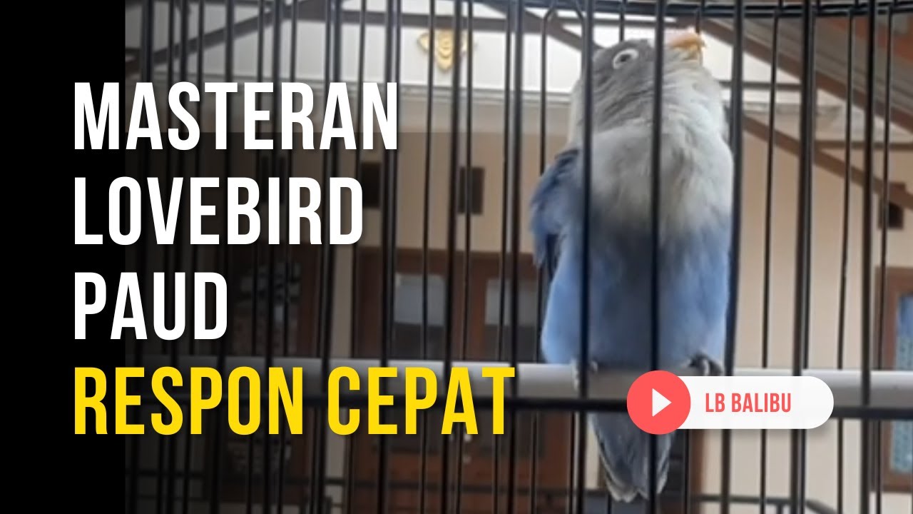 Masteran Lovebird Paud Belajar Bunyi