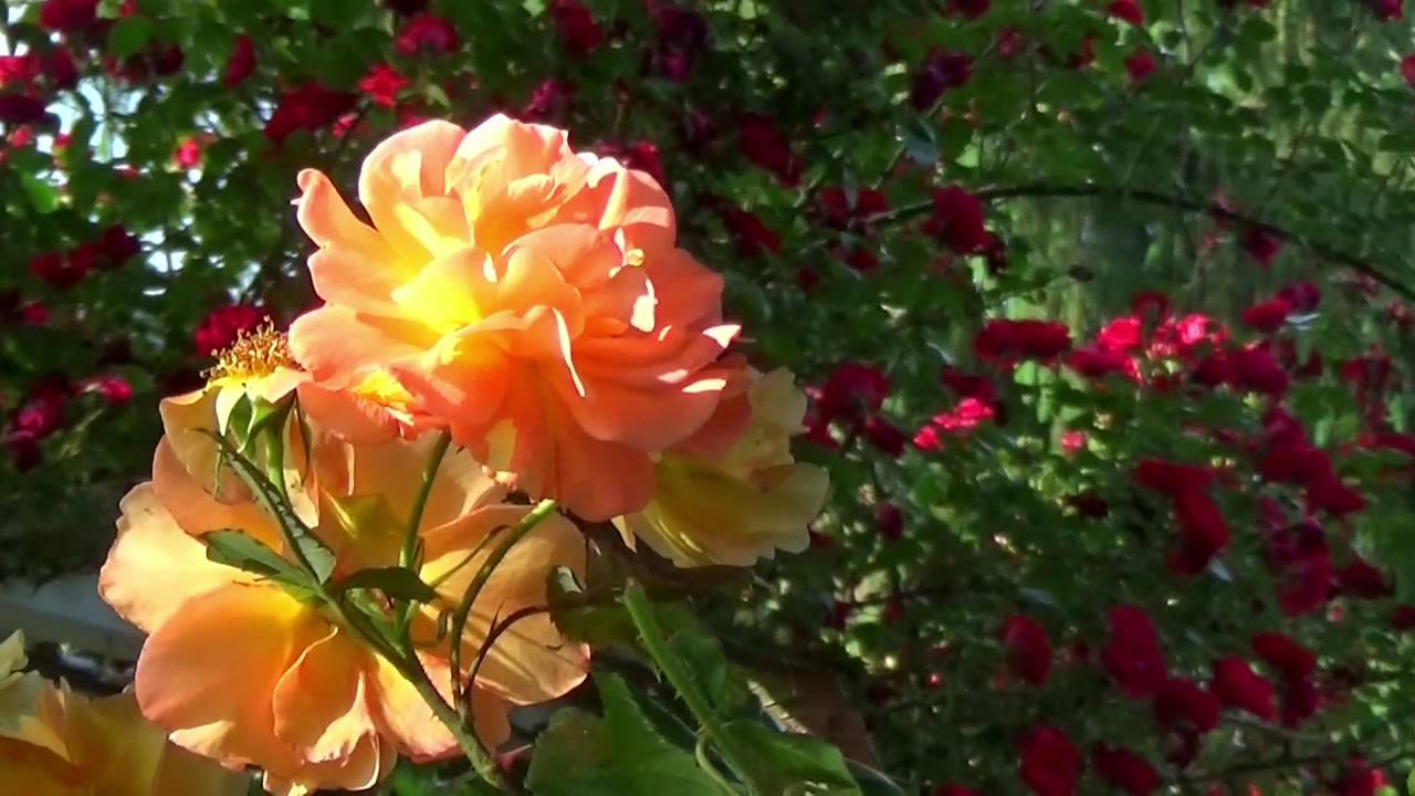 Jardin de Luchane - Aquitaine - Béarn - Pau