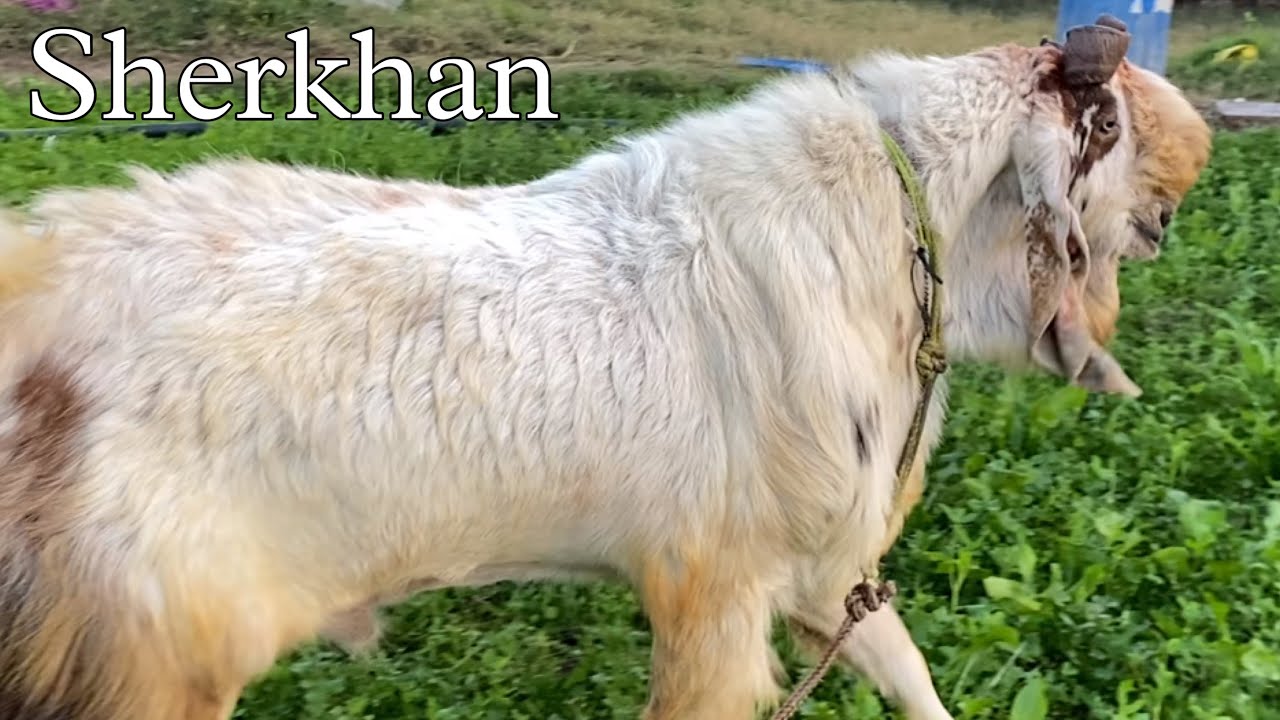 Kota Jungle Goat Series Final Part | Sherkhan & Family