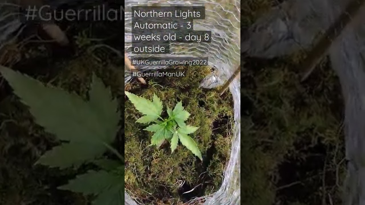 UK Guerrilla Growing 2022 - Autoflower Growth #Northernlights