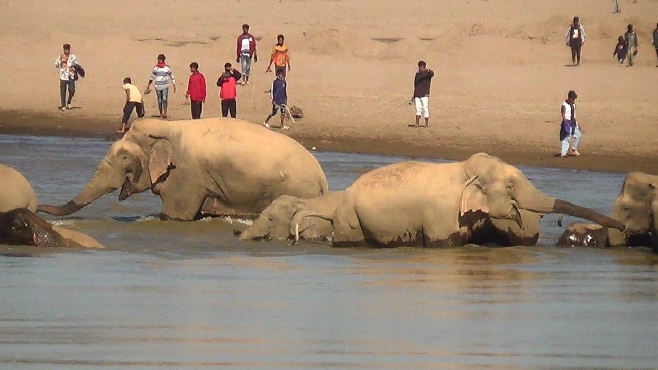 Wild Elephants of Assam | Dhansiri River Swimming Scene at Numaligarh, Golaghat