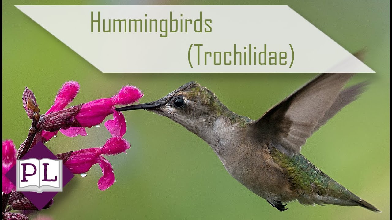 Hummingbird Family Overview (Trochilidae) - Polymath Library