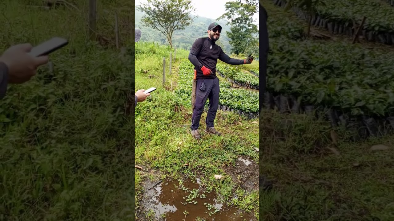 4.1 SENA RISARALDA EL LEMBO ATRIBUTO CULTIVO EN LADERA CAPITULO 1