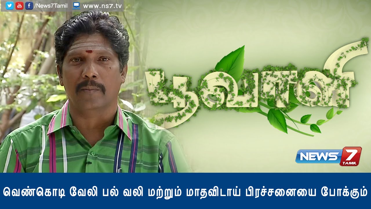 'Venkodi veli' which cures toothache and menstrual issues | Poovali | News7 Tamil