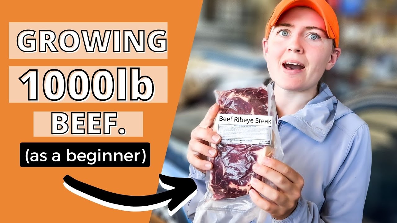 I GREW 1000lb OF GRASS-FED BEEF (AS A BEGINNER) // How to raise feeder steers for meat as a beginner