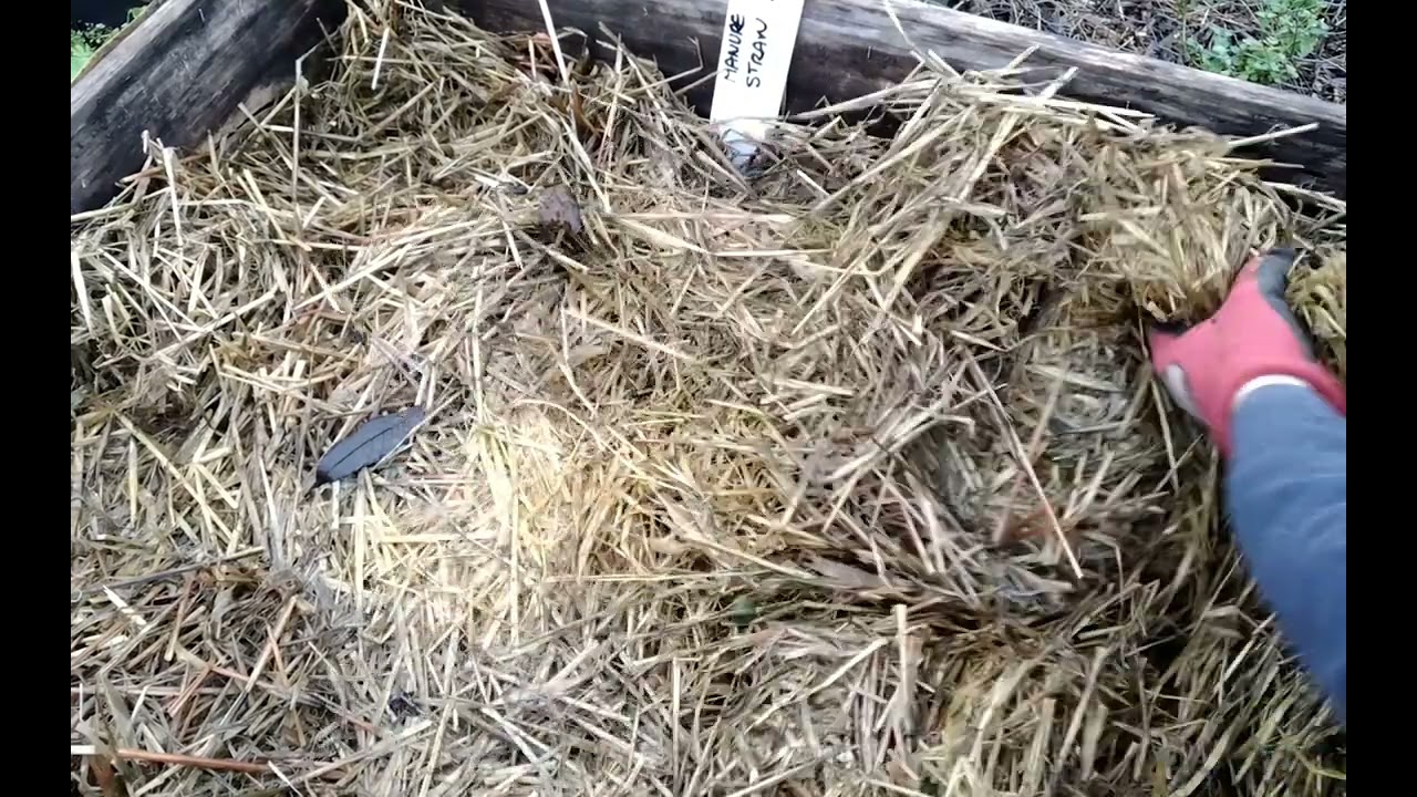 Green Manure Chop & Drop 🌱Mulching With Straw Cardboard & Sheeps Wool 🌱 Recycle Straw Bale Gardening