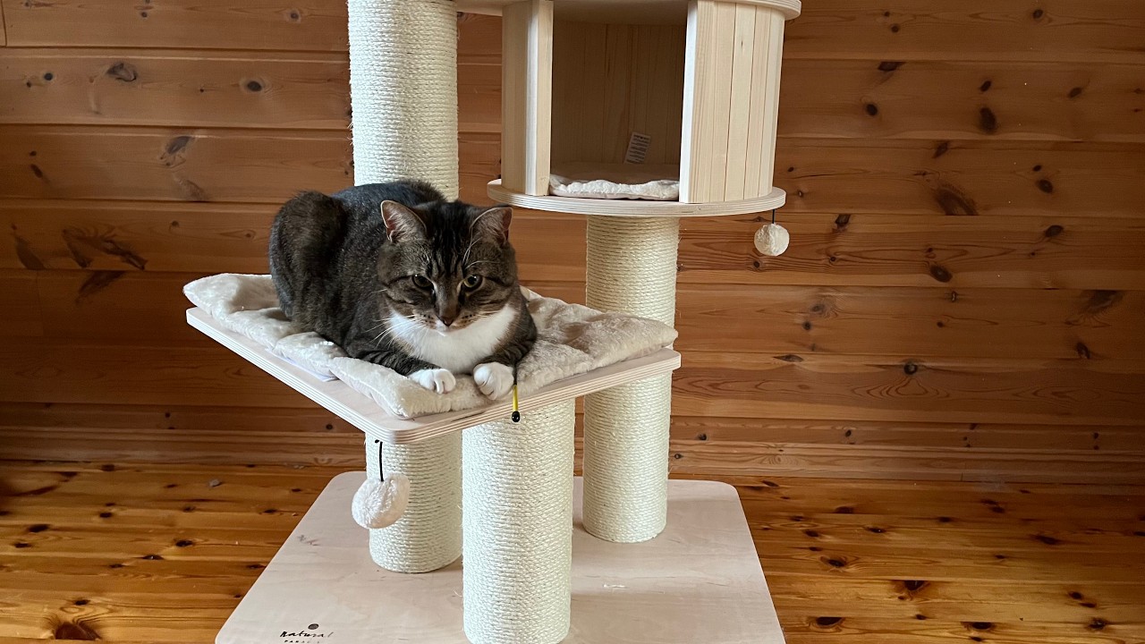 Cosy days with cats | A trip to Drøbak, knitting slippers and assembling new cat tree