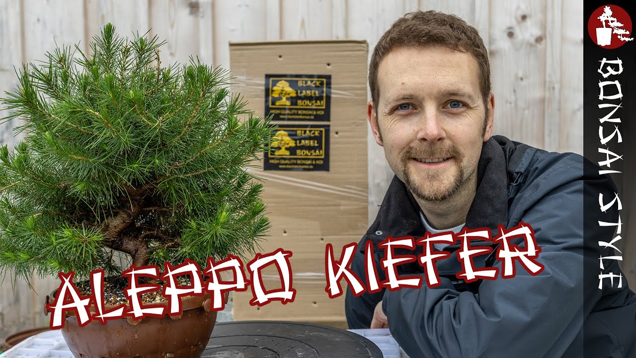 Gestaltung der Aleppo-Kiefer von @blacklabelbonsai  | #085 Bonsai Style