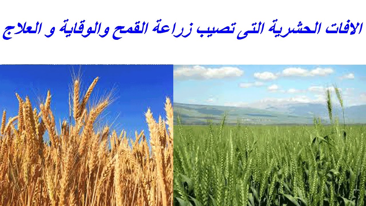 الافات الحشرية التى تصيب زراعة القمح والوقاية و العلاج