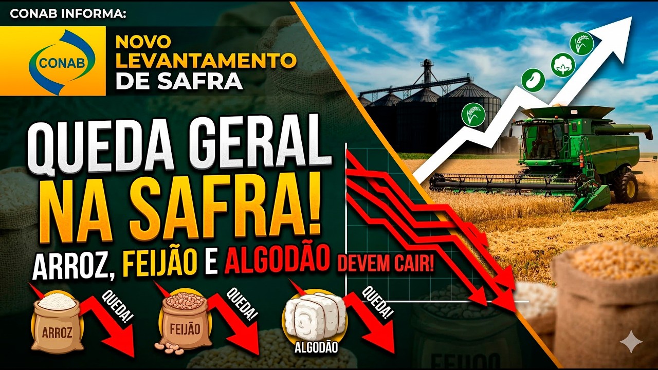 Produções de arroz, feijão e algodão devem cair; Conab divulga novo levantamento de safra.