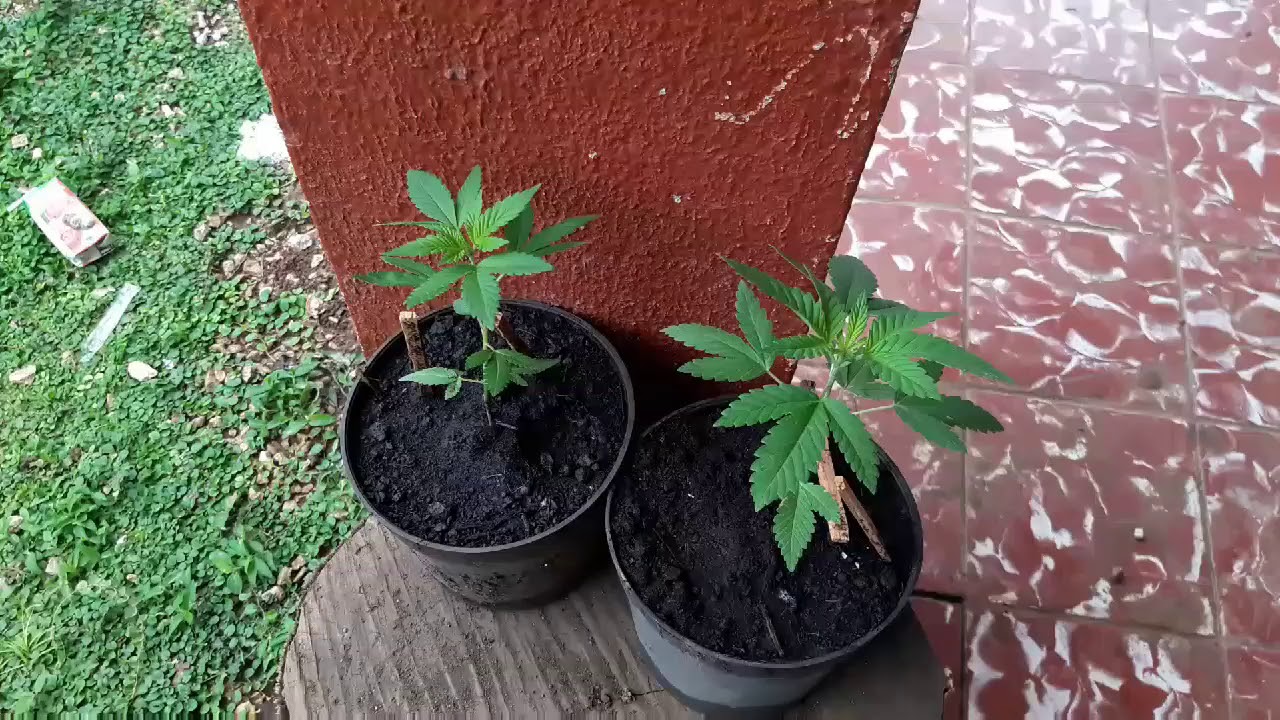 Lemon kush...4week and first trim