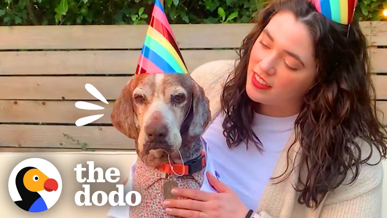 1 Year With A Senior Rescue Dog | The Dodo