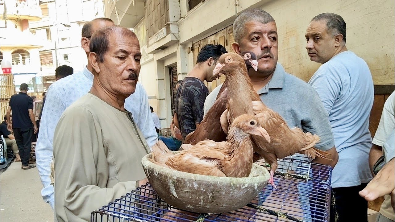 اسعار 😱الحمام الروماني والكينج واللاحم✍️ في سوق المحله الكبرى بارقام التليفونات#العناني 
