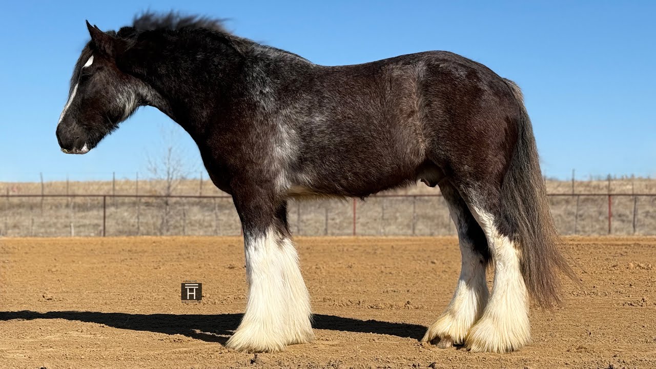 Feather Dray’s Darth Vader - 2020 Drum Gelding