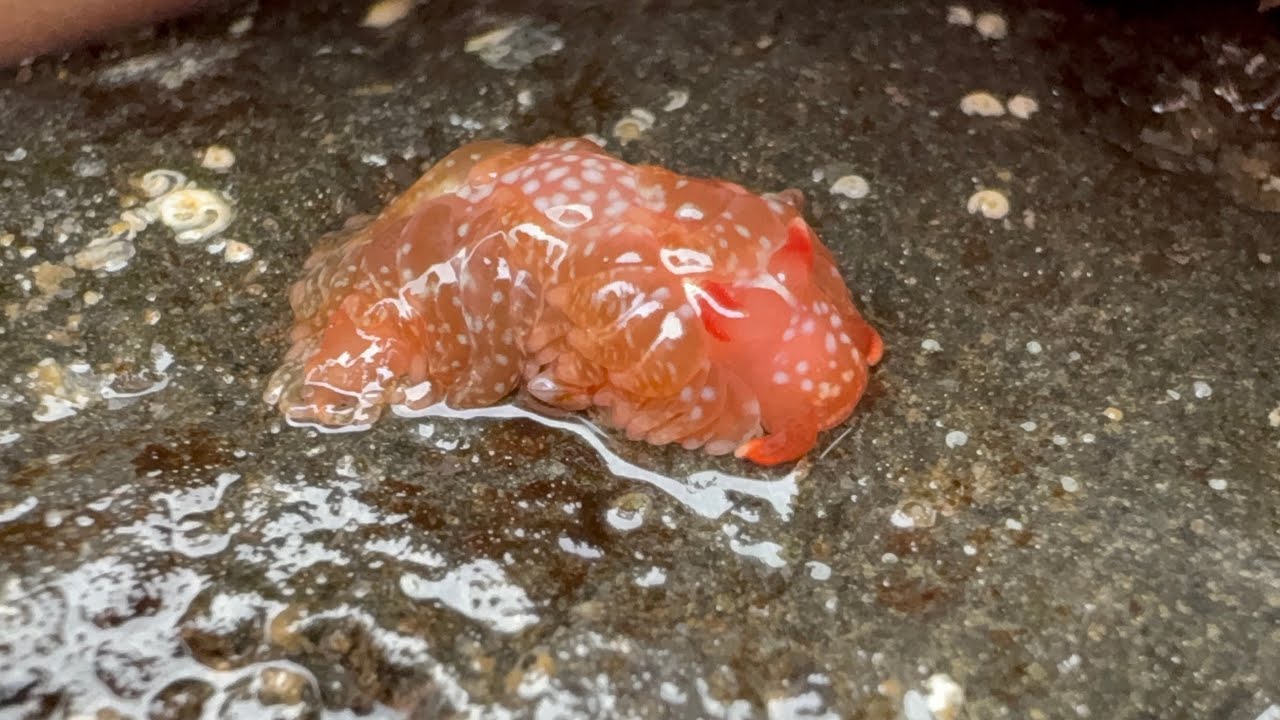 Sea Slugs in📍Burleigh, Gold Coast, Australia 