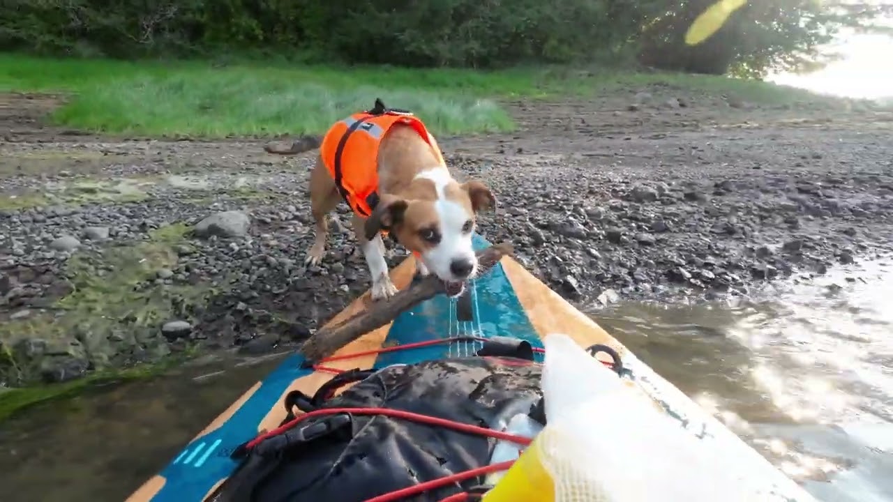 Happy floaty puppy