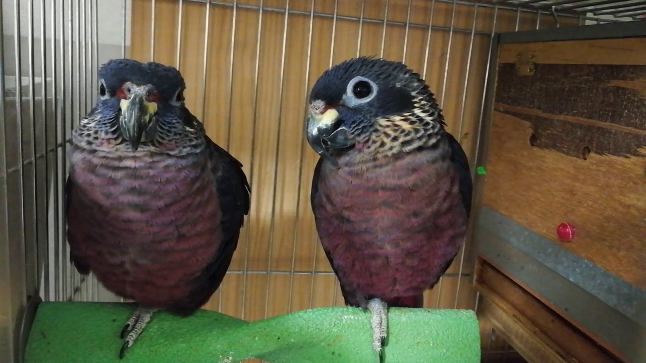 うとうとスミレインコ。めとろん&めくりん