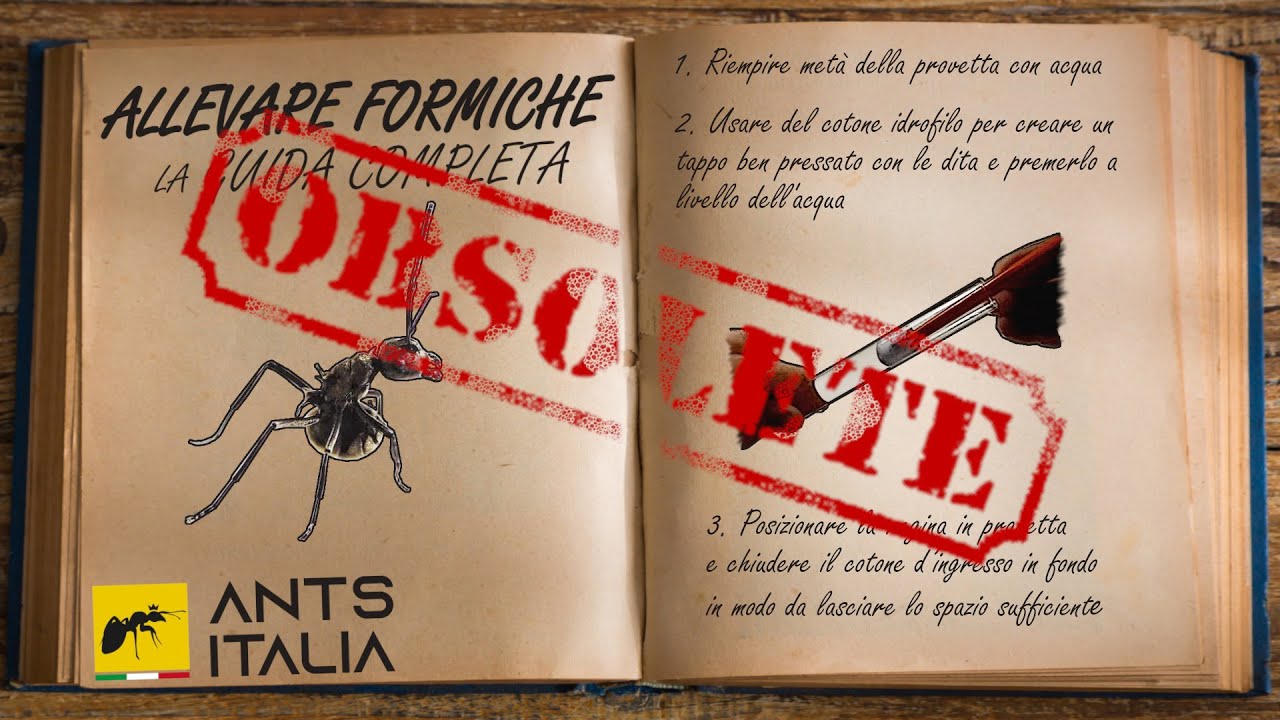 (OBSOLETA) GUIDA COMPLETA ALL'ALLEVAMENTO DELLE FORMICHE | Ants Italia (OLD)