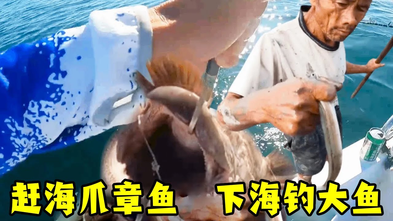 大鋒子和老爹的赶海钓鱼合集！章鱼抓满兜，海钓收获大鱼超满足【钓鱼大锋子】